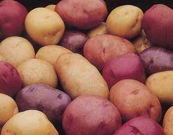 Препарат «Престиж» для обробки картоплі: довіряйте, але перевіряйте