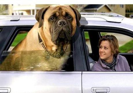Найвищий собака у світі. Які породи собак вважаються найбільшими