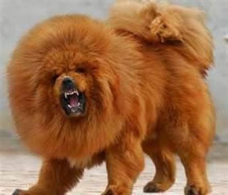 Тибетський мастиф: розміри собаки, опис породи