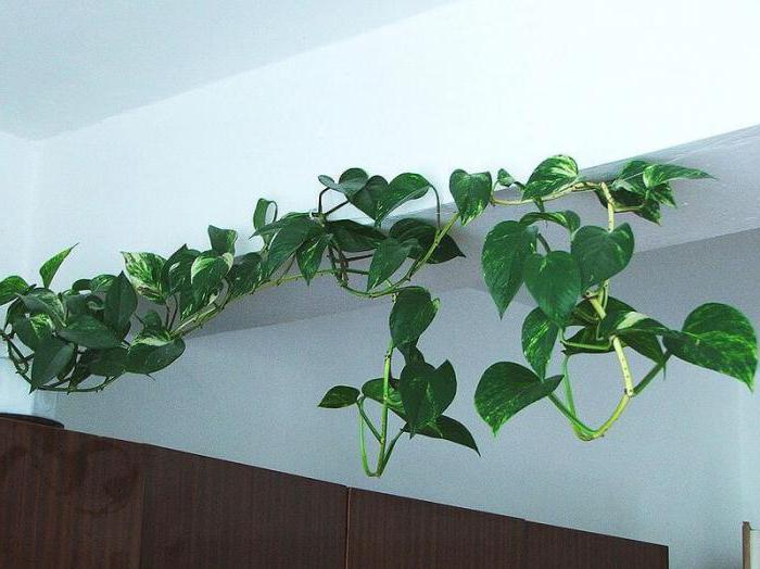 Декоративно-листяні кімнатні рослини: назви, особливості вирощування