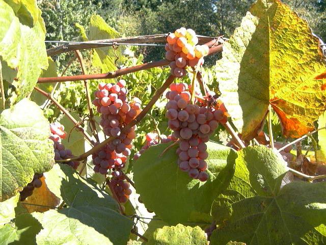 Виноград Рута: особливості сорту і вирощування