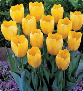 Значення жовтих тюльпанів і кому їх дарують