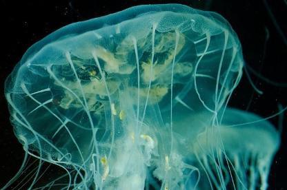 Безсмертна медуза Turritopsis nutricula