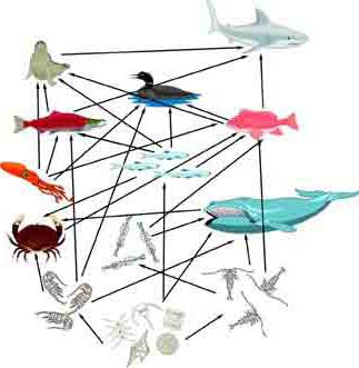 Ланцюги харчування в водоймі як стійка екосистема