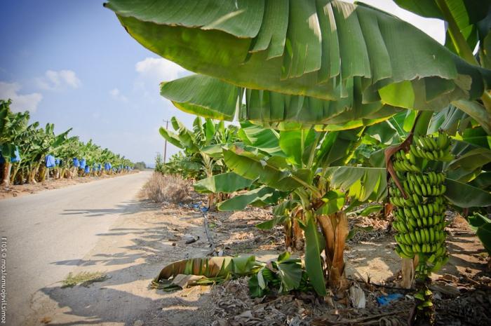 На чому ростуть банани? Чи не на пальмі і навіть не на дереві
