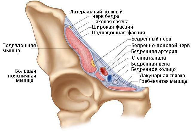 стегнової підколіннийм'яз канал 