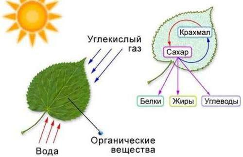 Як харчувалися перші живі організми