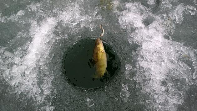 Ловля окуня по першому льоду на балансир, блешню або блешню. Зимова ловля окуня