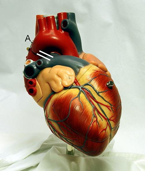 Провідна система серця: будова, функції і анатомо-фізіологічні особливості